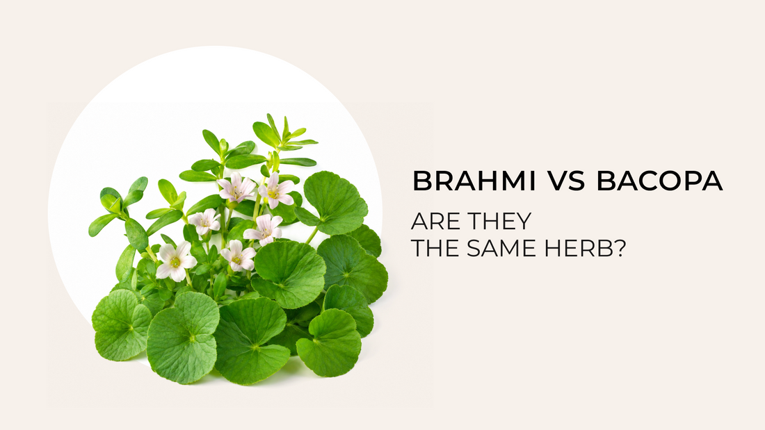 Brahmi vs Bacopa: Are They the Same Herb?