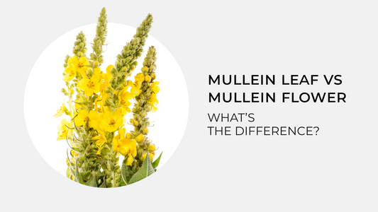 Mullein Leaf vs Mullein Flower: What’s the Difference?