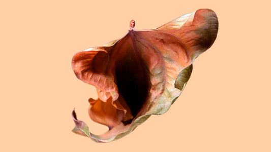 Herbs-For-Vaginal-Dryness-Here-s-What-You-Need-to-Know gardenixx