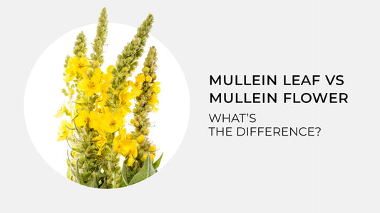 Mullein Leaf vs Mullein Flower: What’s the Difference?