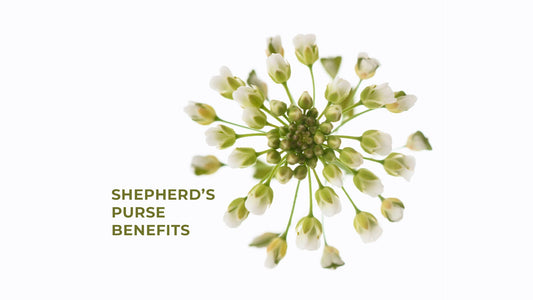 Shepherd's purse benefits