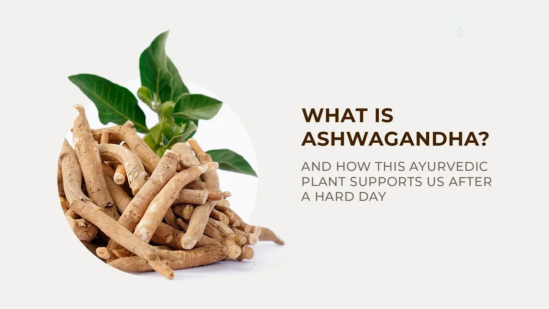 What Is Ashwagandha and How This Ayurvedic Plant Supports Us After a Hard Day -  Garden Organics